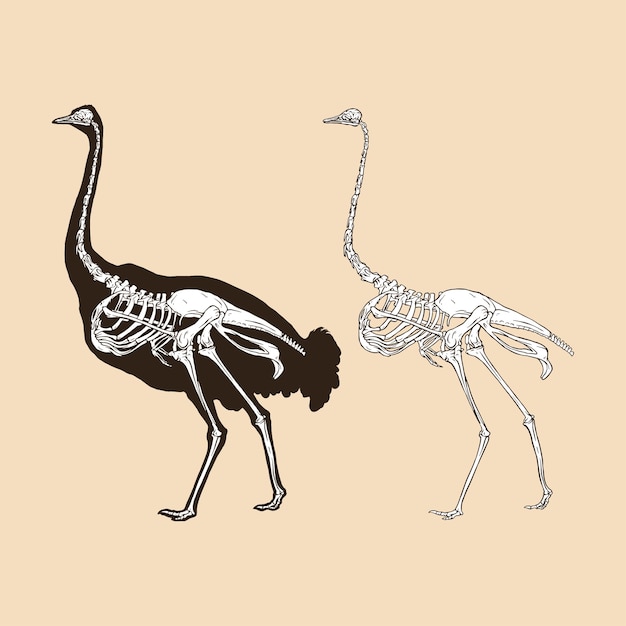 Vector skeleton ostrich vector illustration animal