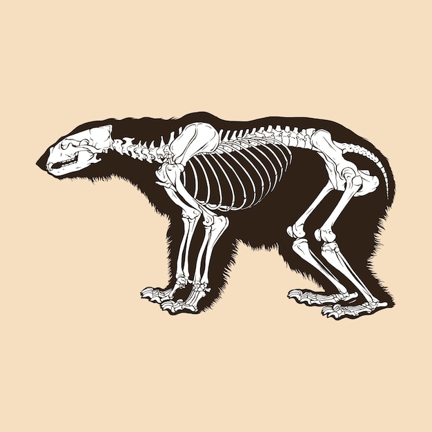 Векторная иллюстрация скелета белого медведя