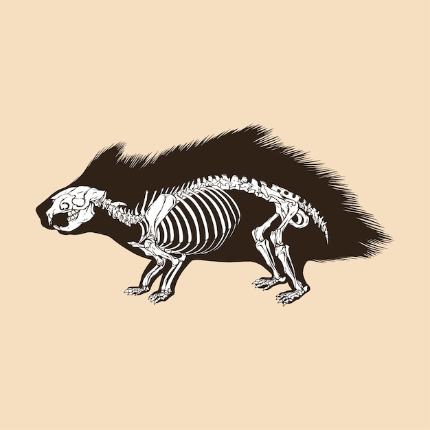 Vector skeleton porcupine vector illustration