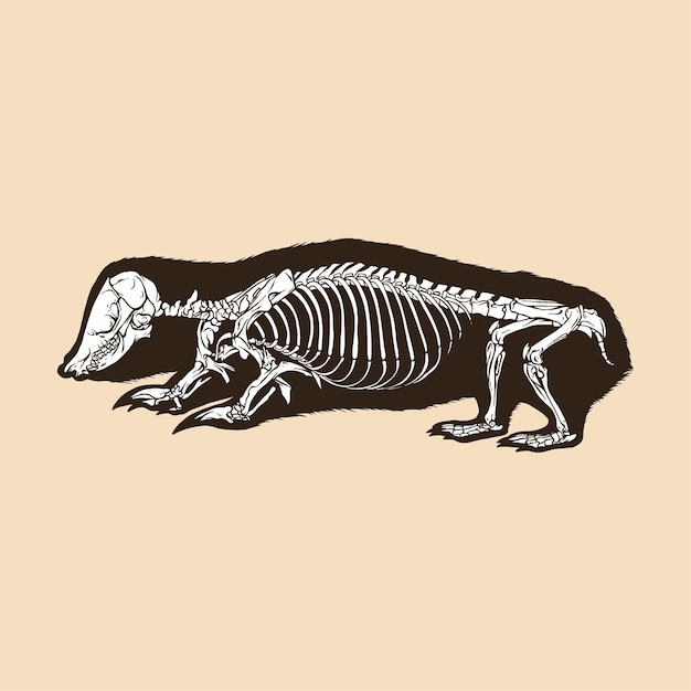 Vector skeleton southern marsupia mole vector illustration