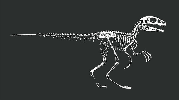 Uno scheletro di at - rex è mostrato su uno sfondo nero.