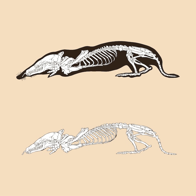 Vector skeleton talpa vector illustration animal