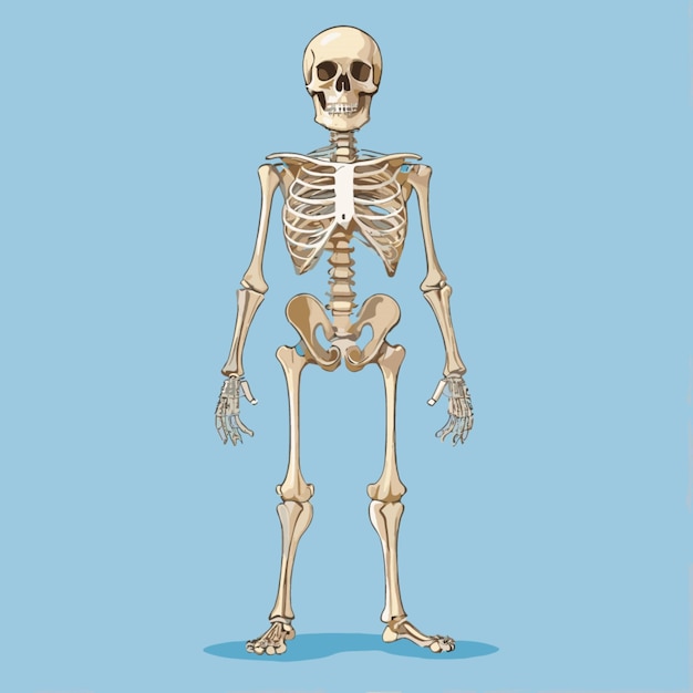 Vector skeleton vector