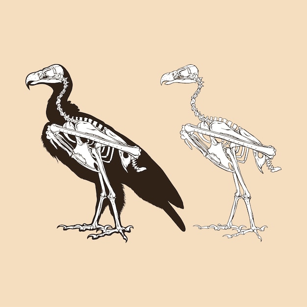 Vector skeleton vulture vector illustration animal