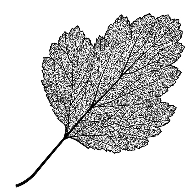 Vector skeletonized blad van een meidoorn op een witte achtergrond