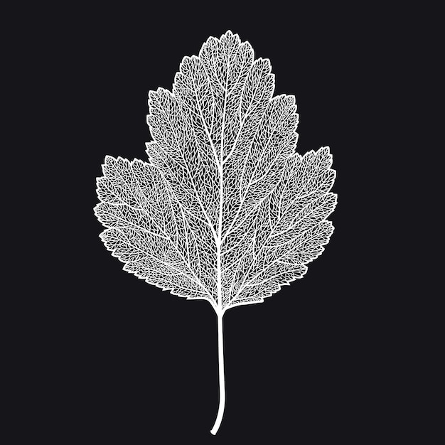 Vector skeletonized leaf of a hawthorn