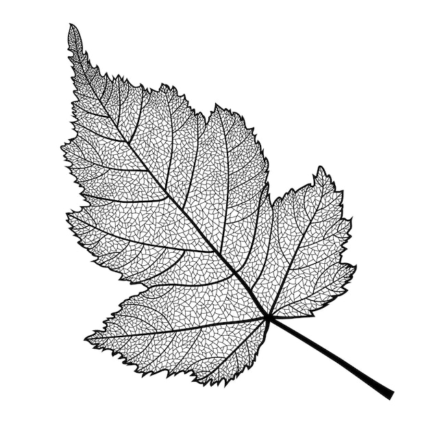 Скелетонизированный лист куста на белом фоне