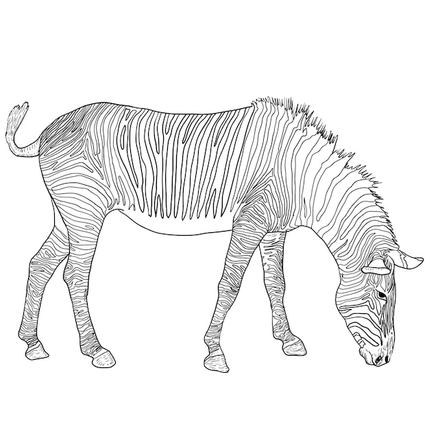 Sketch african zebra on a white background