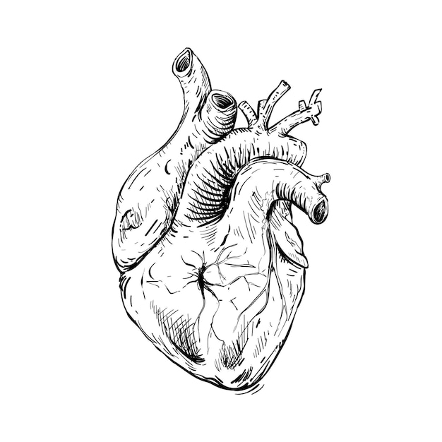 Vettore schizzo illustrazione anatomica del cuore umano