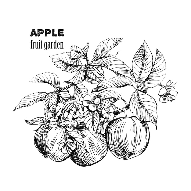 Sketch of apple