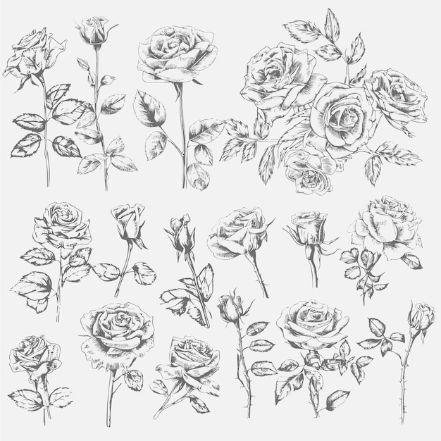 sketch art vector rose flower and leaves collection