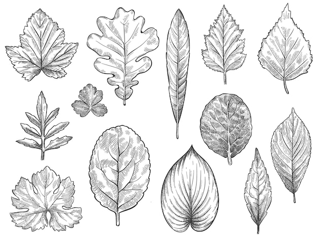 Vector sketch autumn leaves. hand drawn fall foliage, forest leaf botanical elements for seasonal advertisement, invitation or textile vector set. engraved natural tree leaves isolated illustration