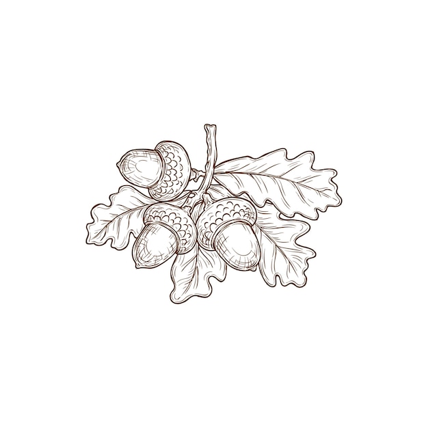 Эскиз осенних дубовых листьев и векторной листвы желудей
