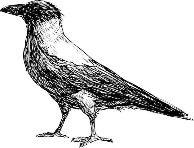 Schizzo di un grande corvo cittadino