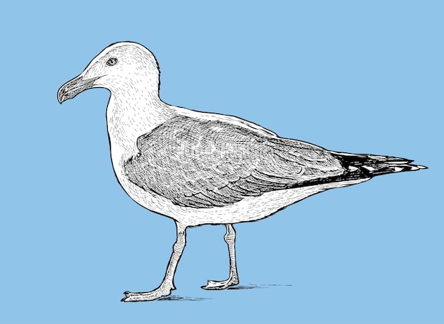 Sketch of a big seagull