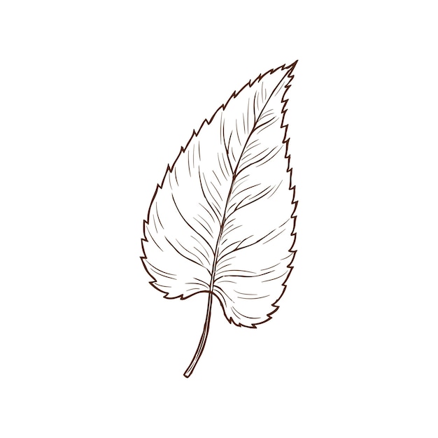 Sketch birch leaf vector autumn foliage element