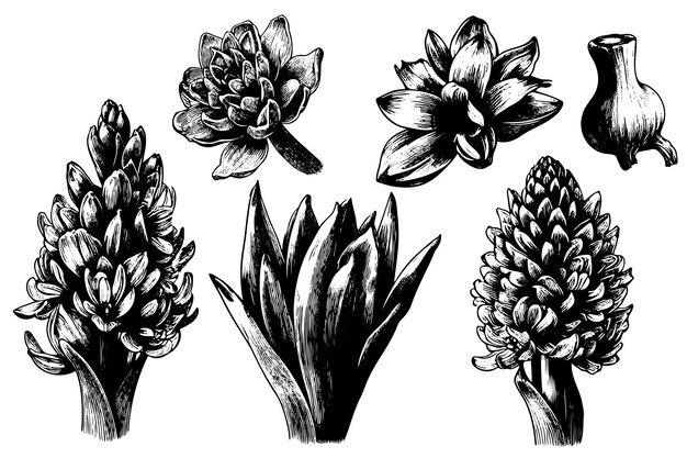 스케치 검은색과  ⁇ 색 라인 아트 히아신스 꽃다발 손으로 그린 꽃 세트