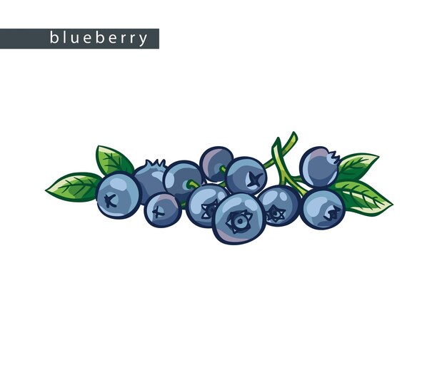 sketch blue blueberries average bunch of berries with leaves