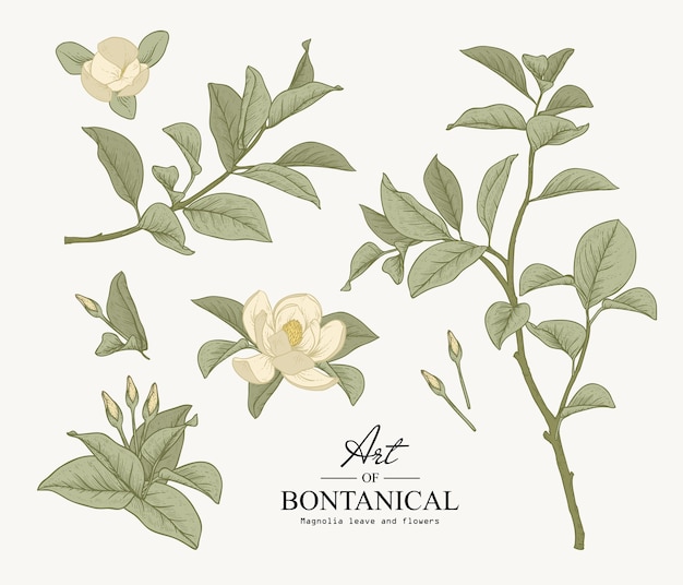 Vettore sketch set di botanica. disegni di foglie e fiori di magnolia. bellissima linea d'arte. illustrazioni.