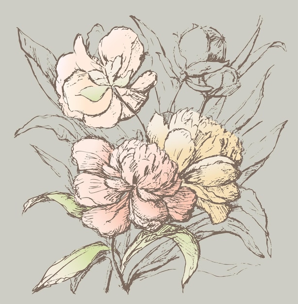 Sketch of bouquet delicate pink peonies