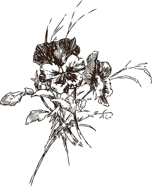 Vector sketch of a bouquet of pansies