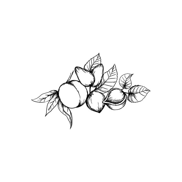 Vector a sketch of a branch of peaches.