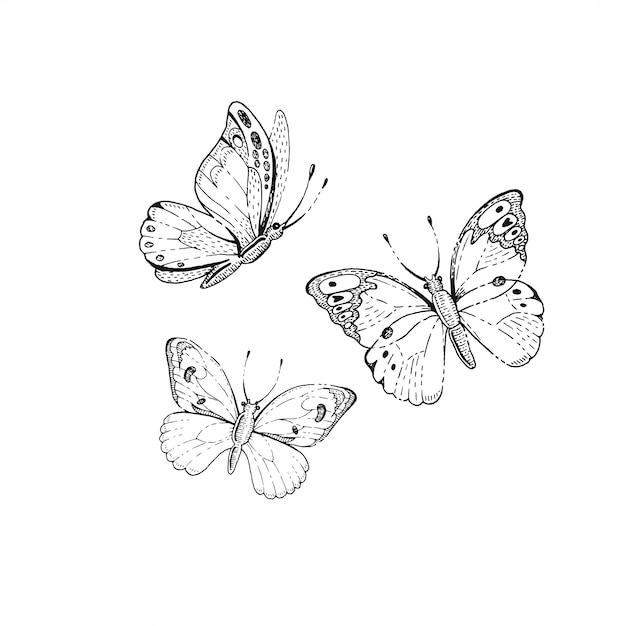 Vector sketch butterflies set