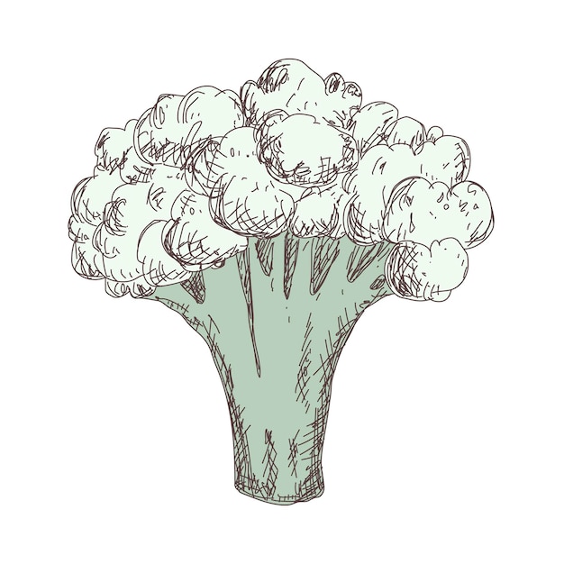 Sketch of cauliflower for design and decoration sticker template vintage banner vegetables