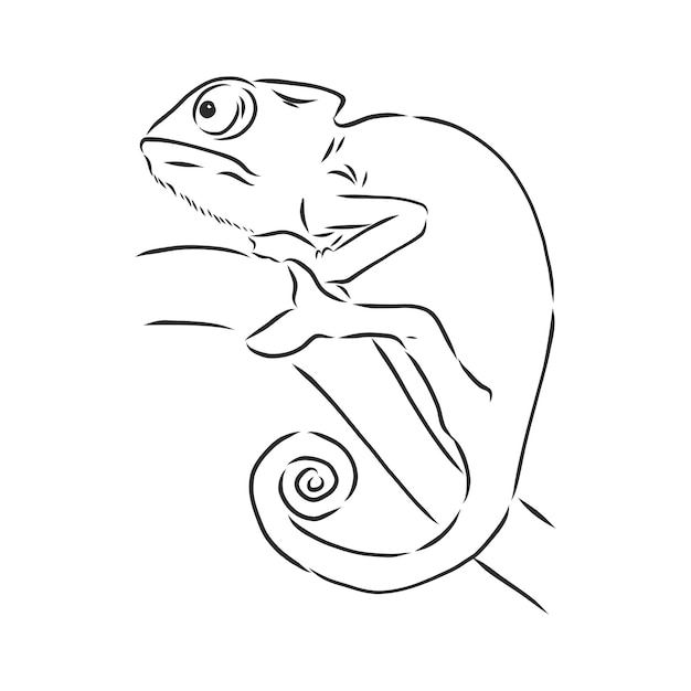 Schizzo di camaleonte. illustrazione vettoriale disegnata a mano. animale camaleonte, illustrazione di schizzo vettoriale