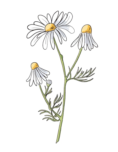 カモミールのスケッチベクトル手描きのデイジーの花のイラストマトリカリアの描画