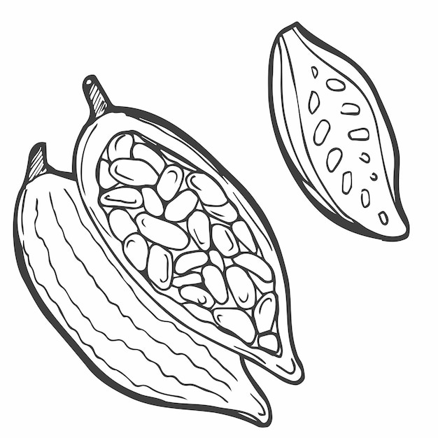 Vettore disegno di piante di cacao disegnato a mano