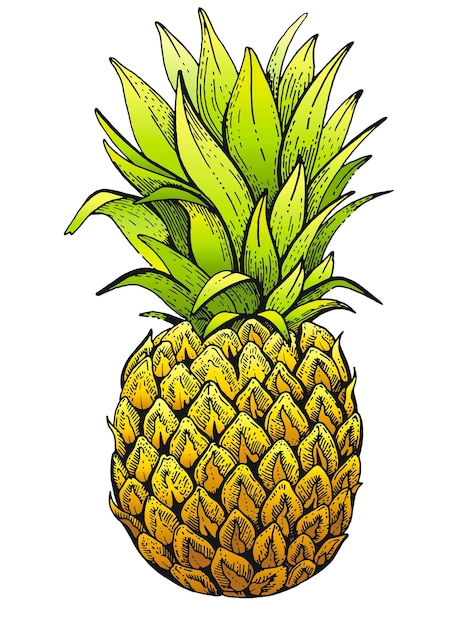 Sketch color pineapple Juicy tropical fruit hand drawn art Summer pineapple icon