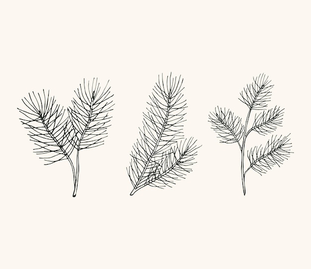 Sketch conifer tree branches collection