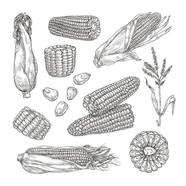 Vector sketch corn vintage hand drawn maize vegetable engraving styled plant and corn grain vector illustration set of sketch healthy sweet corncob