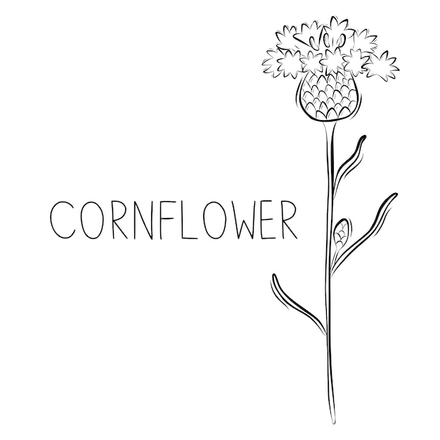 Sketch of Cornflower Vector illustration in Doodle style Botanical healing herbs Rustic trendy greenery