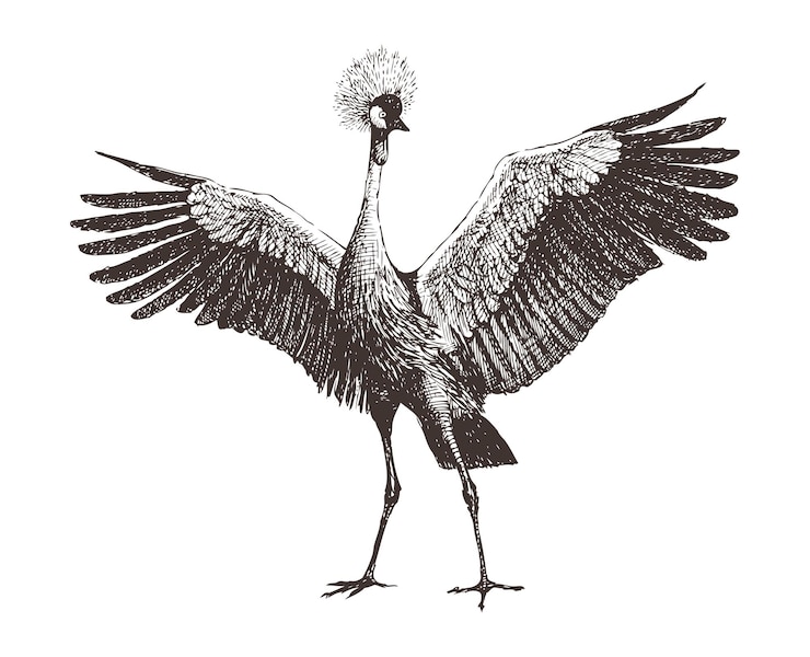 Vector sketch of crane bird with opened wings standing realistic hand drawn vector illustration