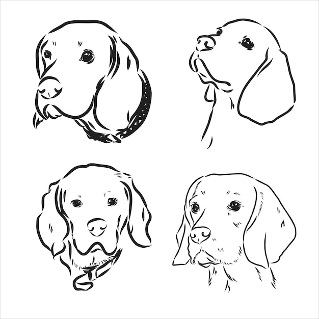 Sketch of cute Beagle Dog. Vector Illustration