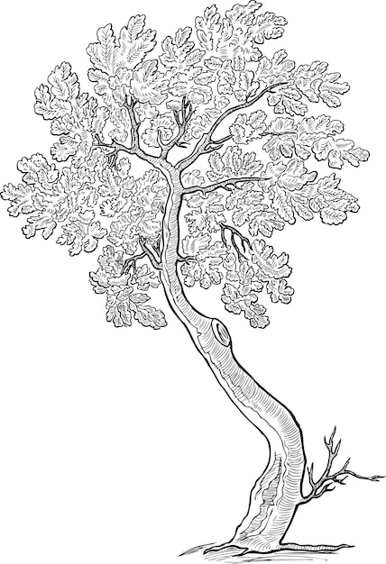 Vector sketch of a decorative small oak tree