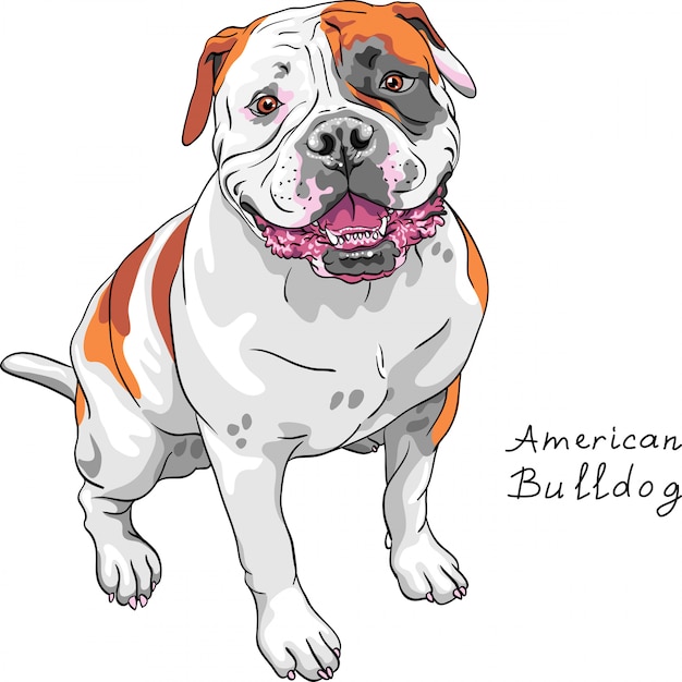 sketch dog American Bulldog breed