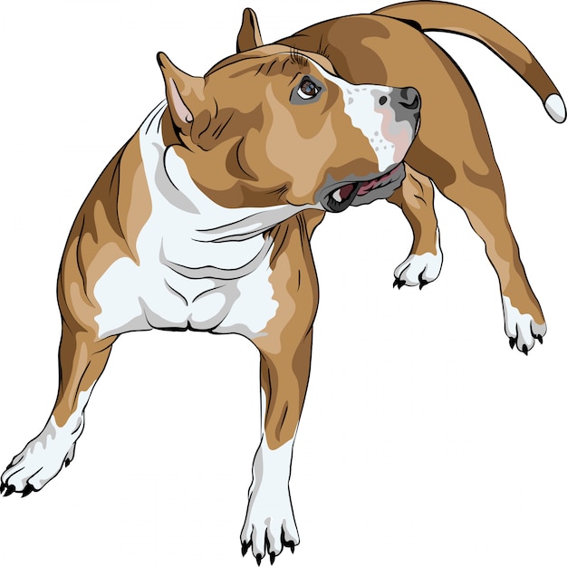 Sketch dog American Staffordshire Terrier breed