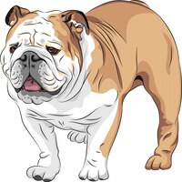 Sketch dog english bulldog breed