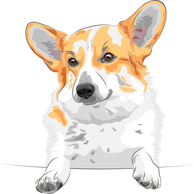 Sketch dog pembroke welsh corgi smiling