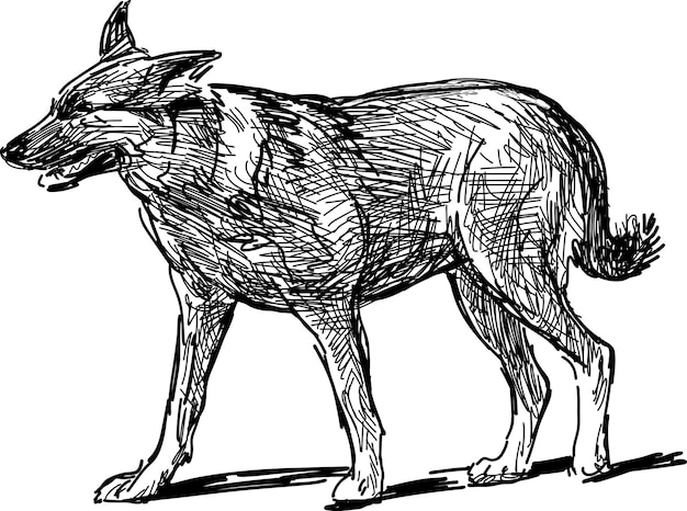 Sketch of dog