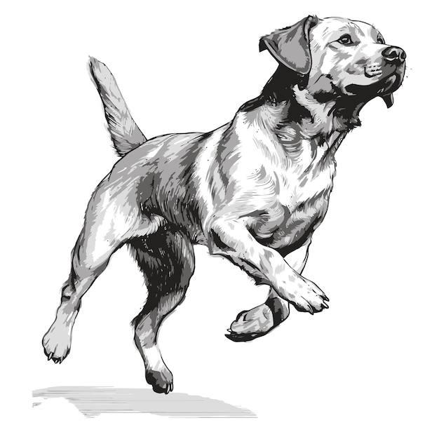 Sketch of a dog