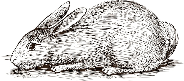 Sketch of a domestic rabbit