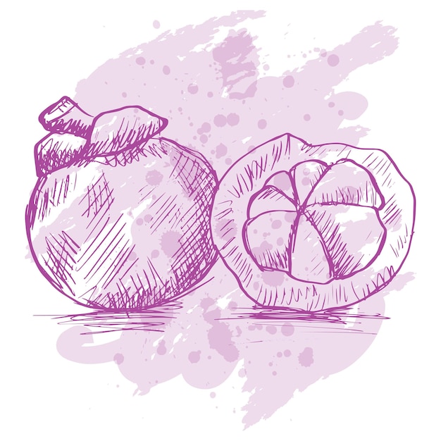 Vector sketch drawing mangosteen.  hand drawn tropical fruit illustration.