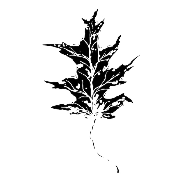 Vector sketch drawing of a oak leaf in black and white outline vintage oak great design for any purposes