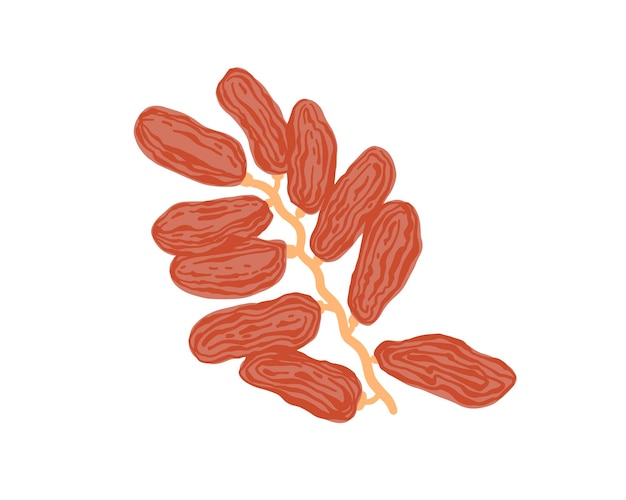 Vector sketch drawing of twig with dates flat style date fruit