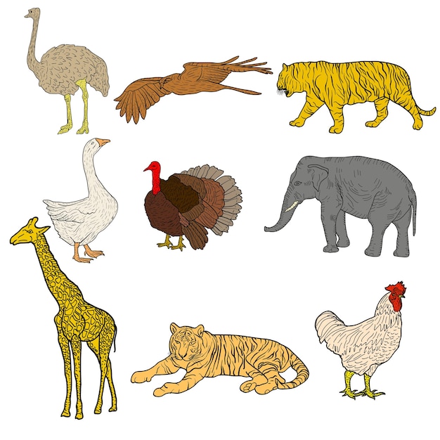 Schizzo elefante tigre aquila gallo giraffa struzzo tacchino oca pollo su sfondo bianco illustrazione vettoriale