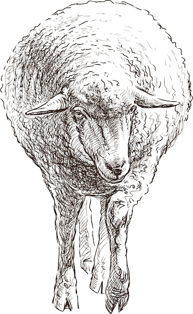 Sketch of farm sheep